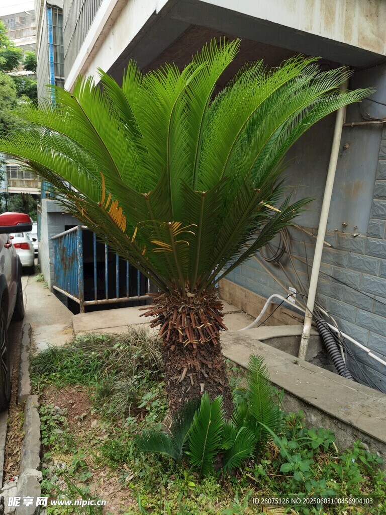 棕榈树