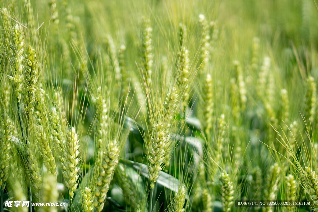 翠绿麦田生机盎然