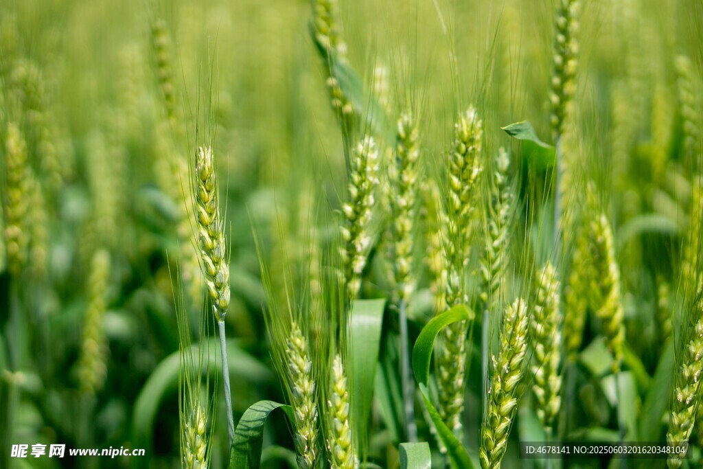 翠绿麦田生机盎然