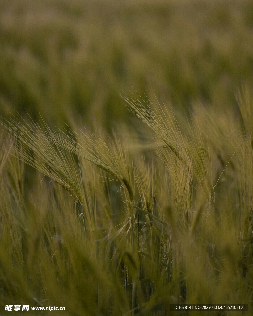 金黄麦田 麦浪轻拂