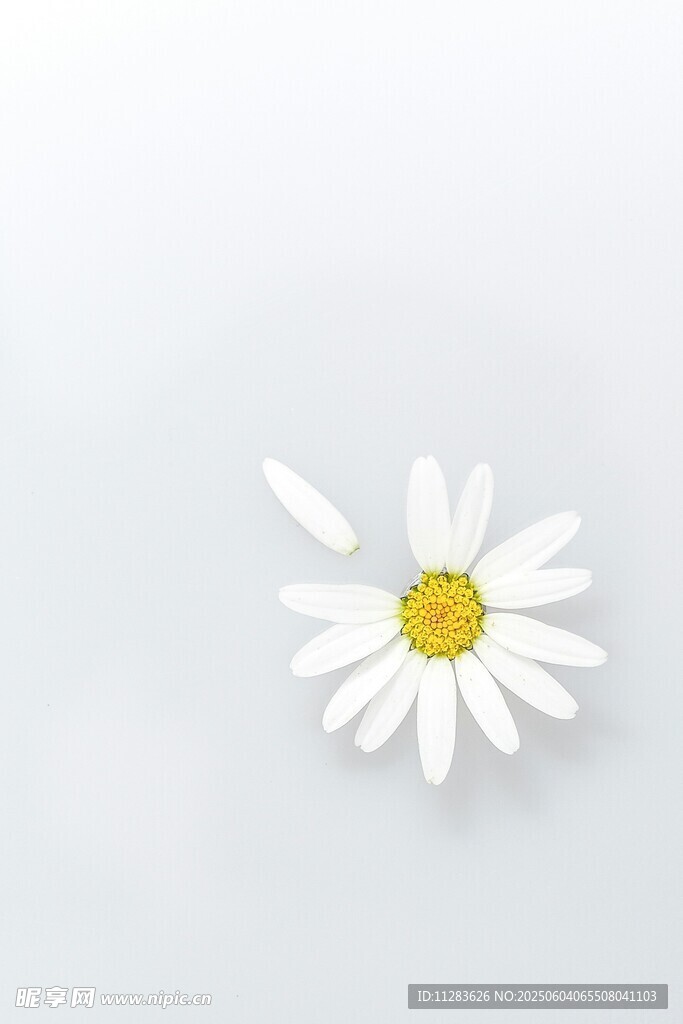 单朵小白菊特写