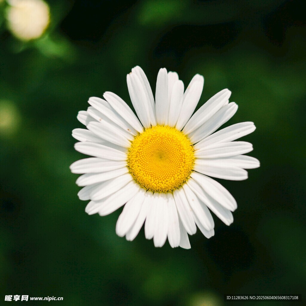 白色雏菊特写