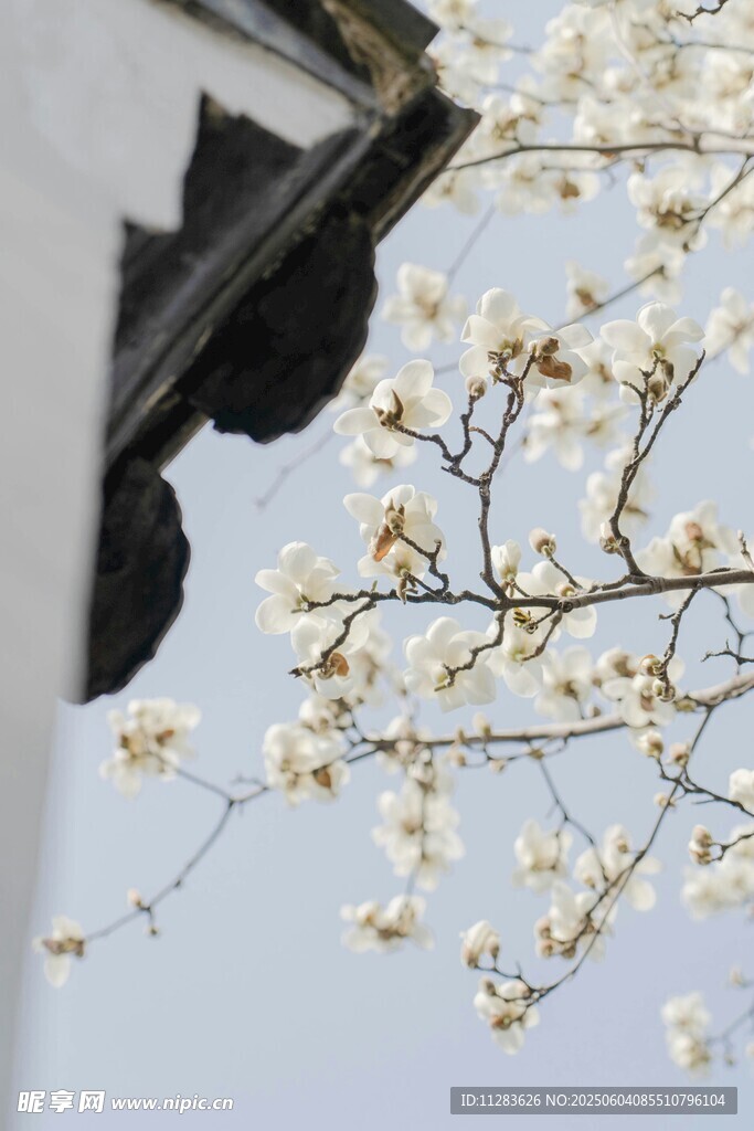 玉兰花映古建