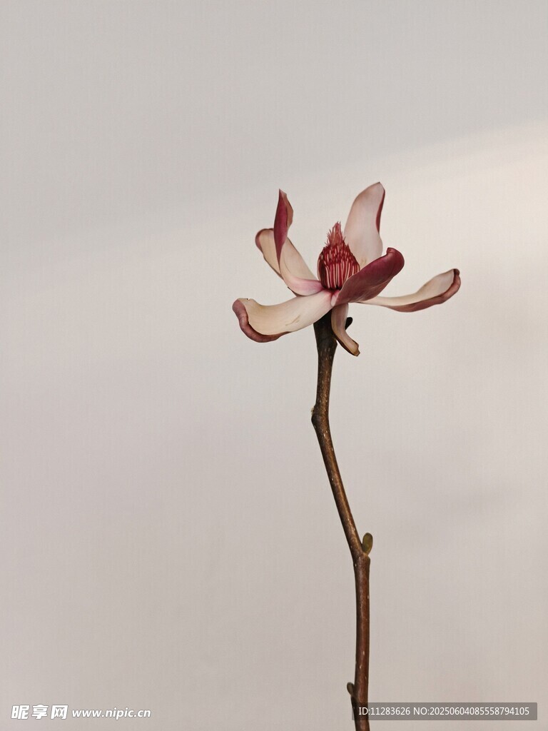 单枝玉兰花绽放