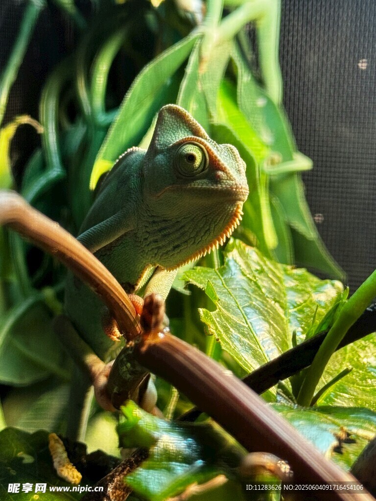变色龙