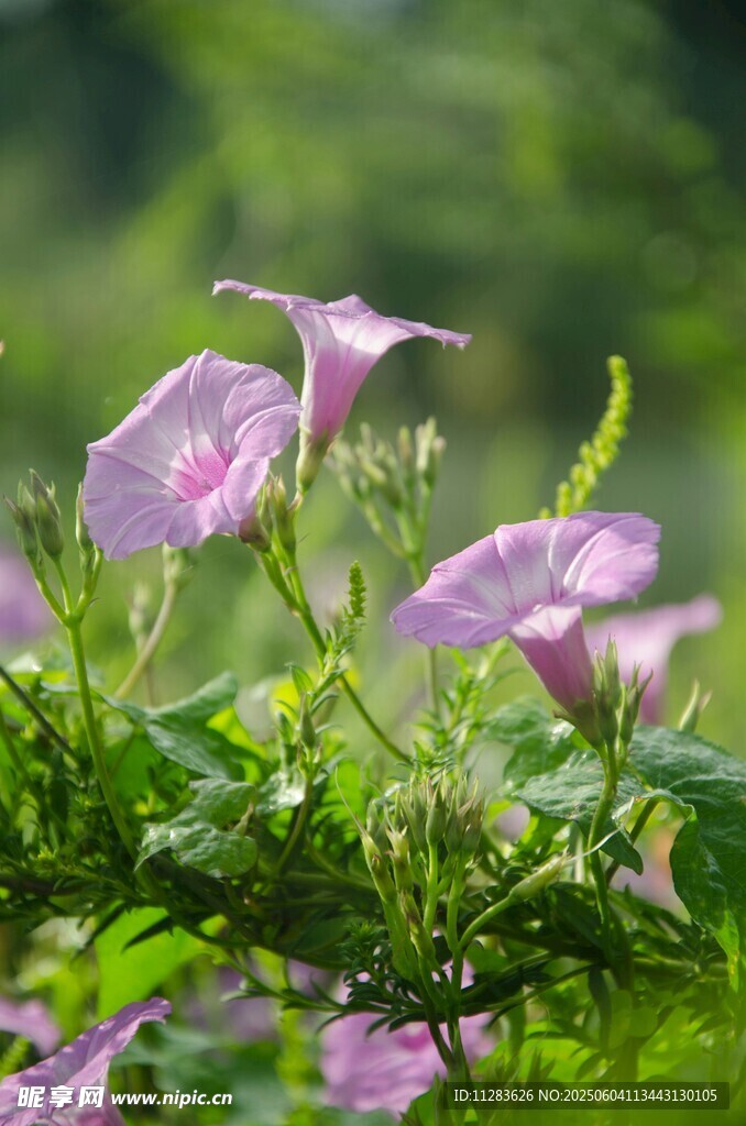 绽放的紫色牵牛花