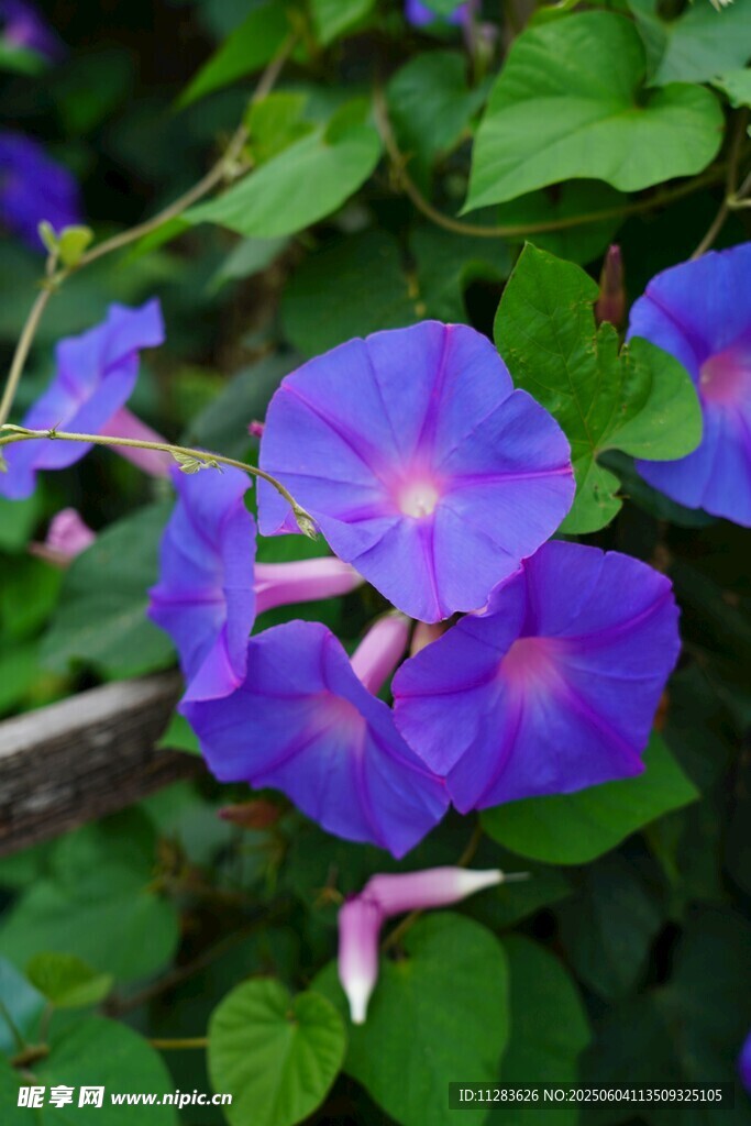 蓝紫色牵牛花绽放