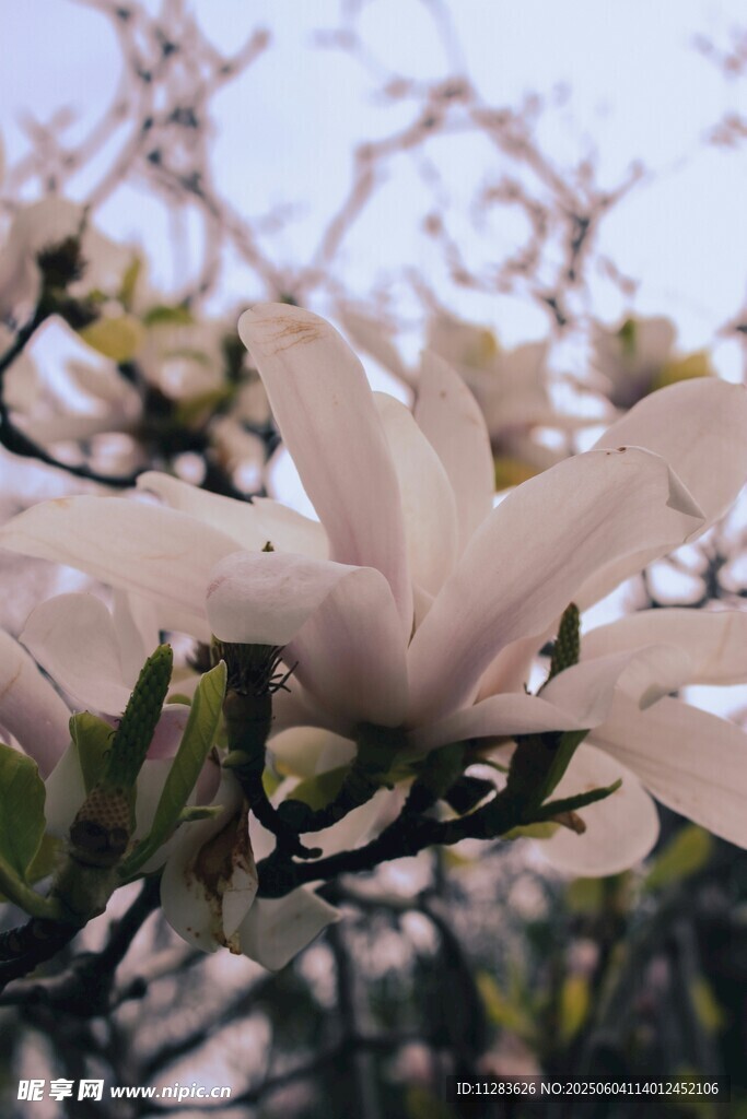 玉兰花绽放枝头