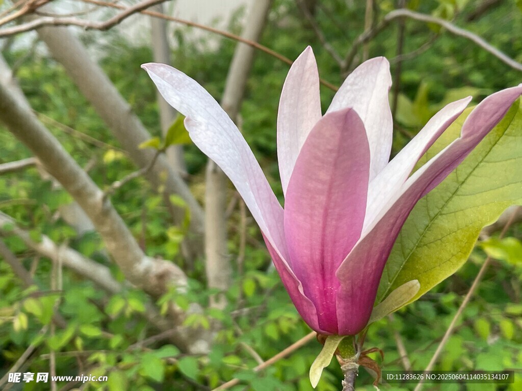 娇艳玉兰花绽放于林间