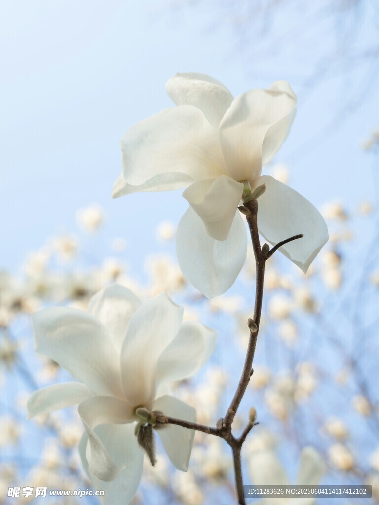 玉兰花绽放枝头