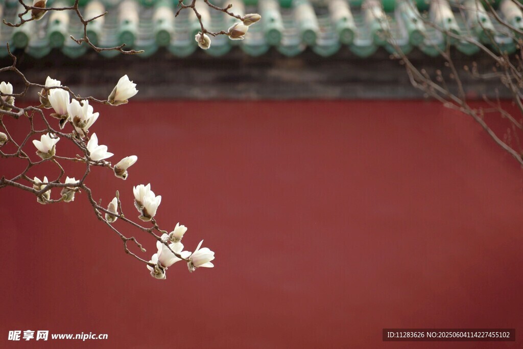 红墙玉兰花枝俏