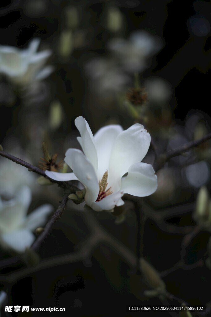 洁白玉兰花绽放枝头