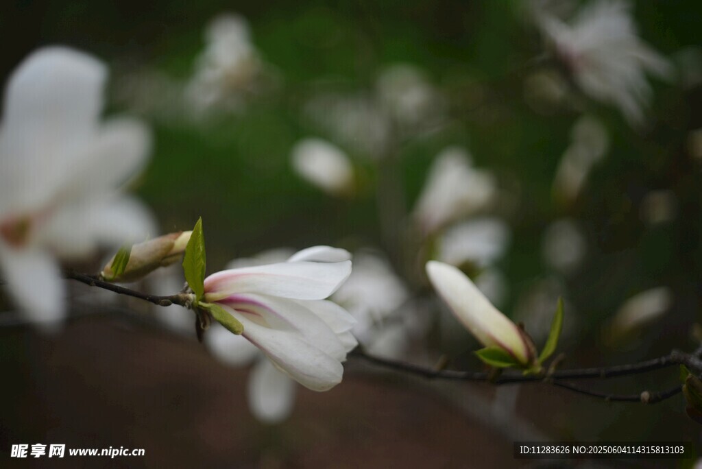 玉兰花枝绽放美丽瞬间