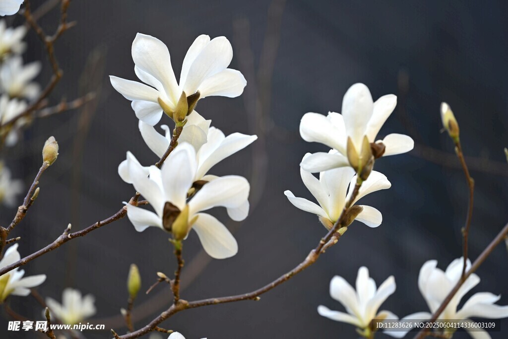 玉兰花