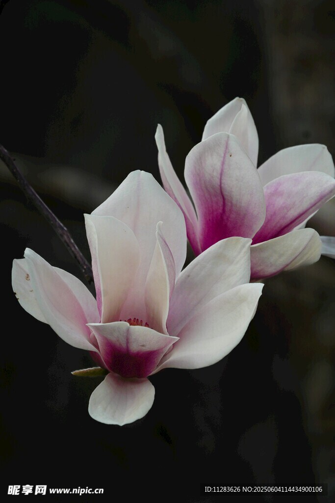 玉兰花绽放