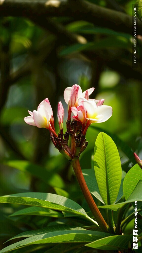 娇艳鸡蛋花绽放绿叶间