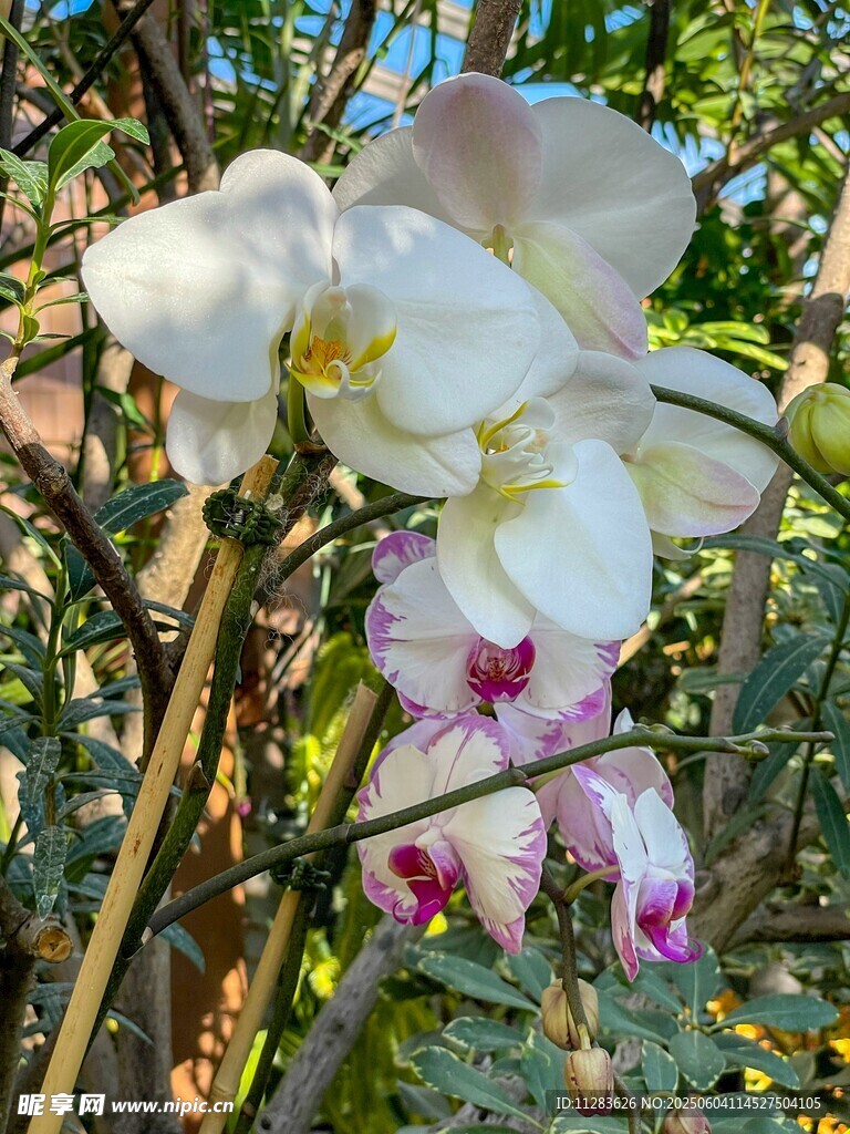 优雅绽放的白色兰花