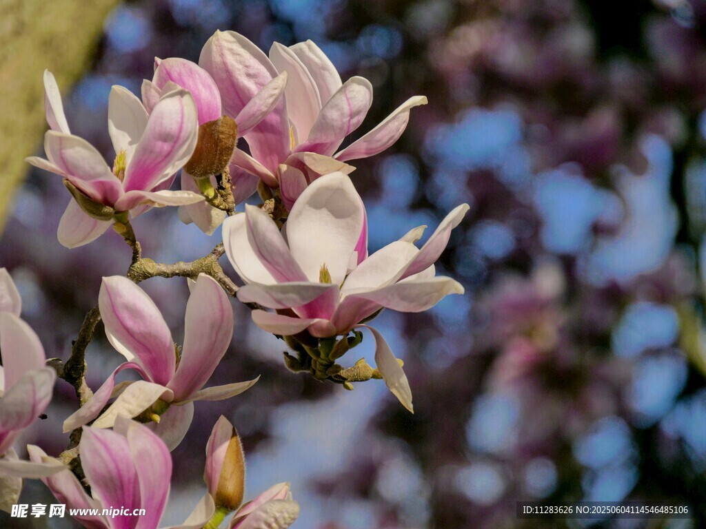 玉兰花绽放枝头