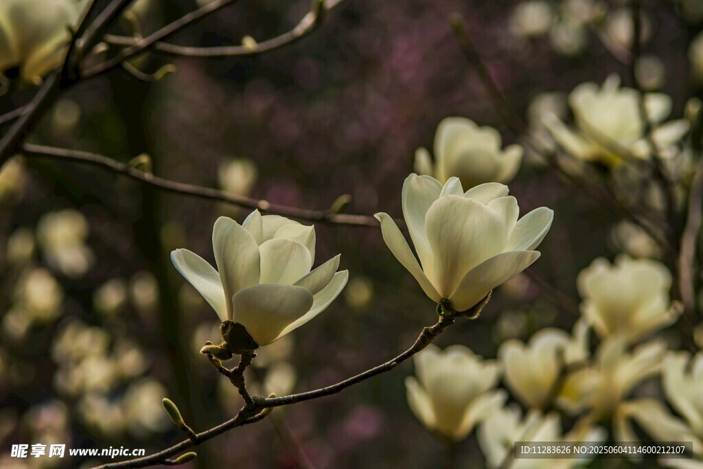玉兰花枝绽放美丽瞬间