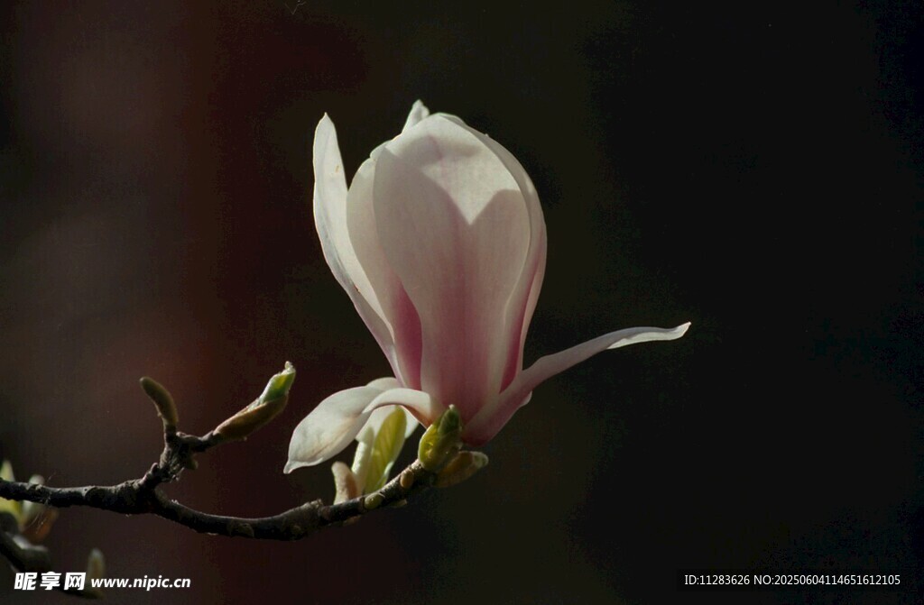 玉兰花绽放枝头