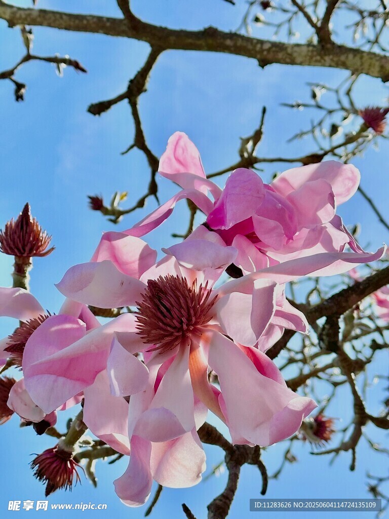 枝头绽放的粉嫩玉兰花
