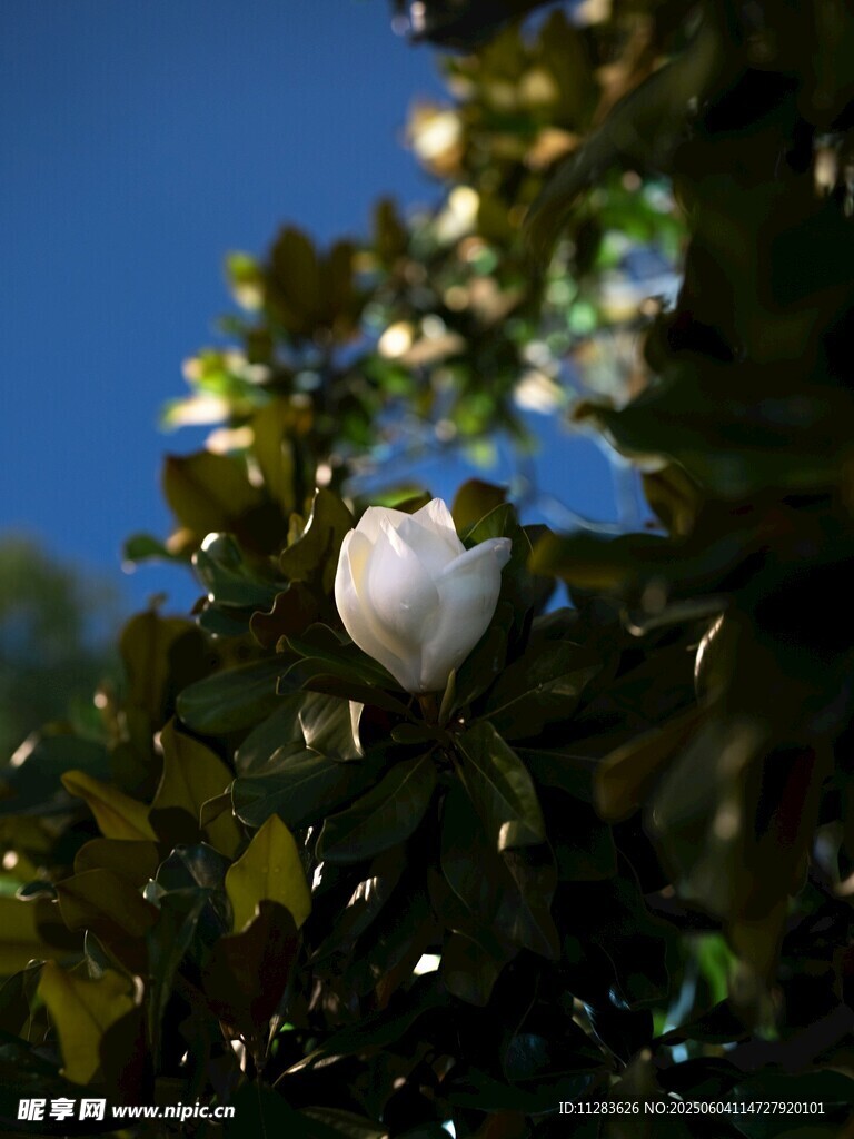 枝头绽放的洁白玉兰花