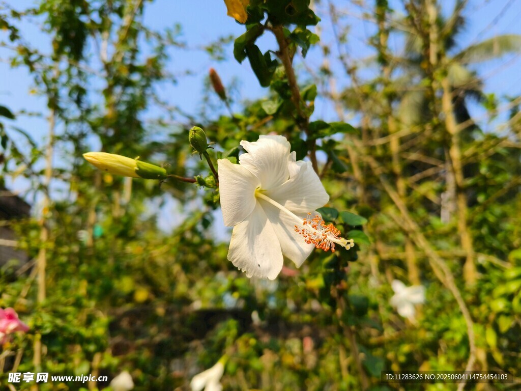 白色木槿花绽放于绿植间
