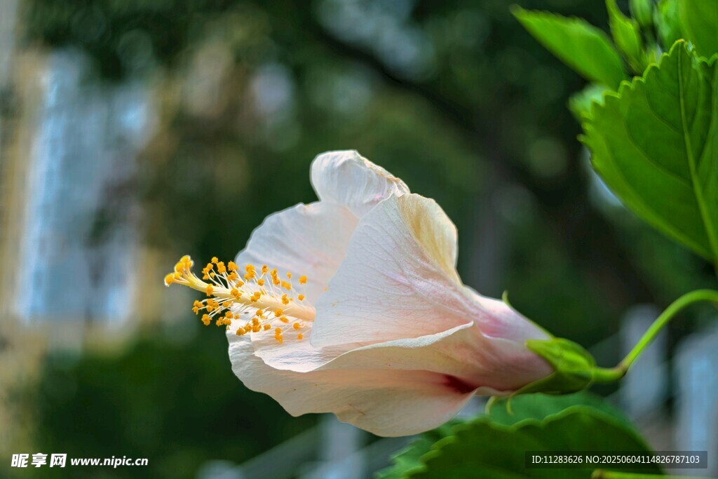 淡雅木槿花特写