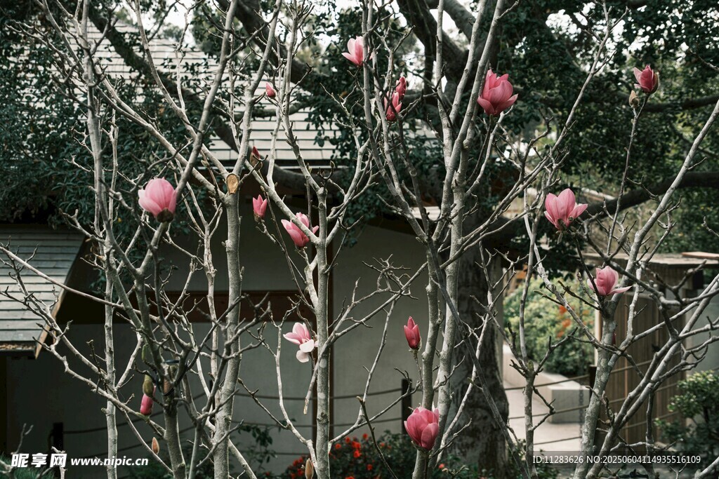 枝头玉兰花