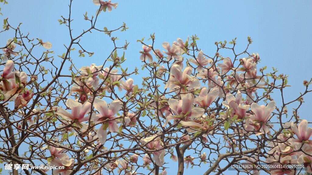 玉兰花