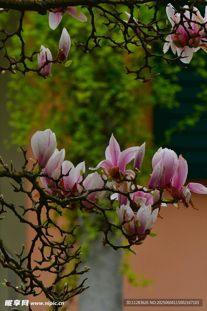 玉兰花枝绽放美丽瞬间