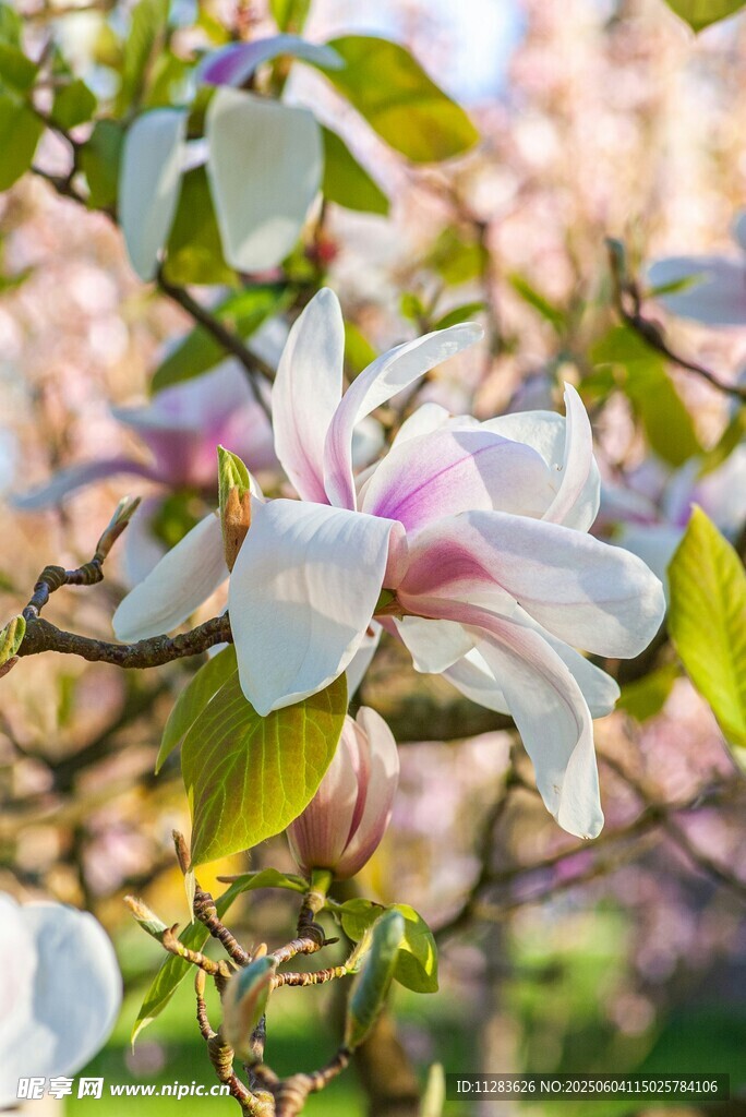 玉兰花绽放枝头