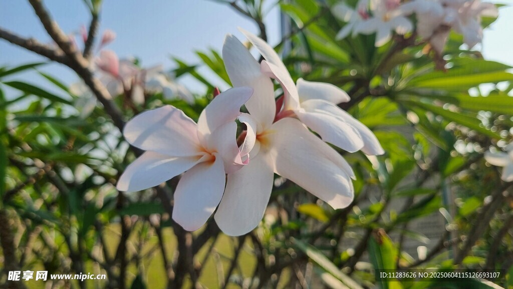 洁白玉兰花绽放枝头