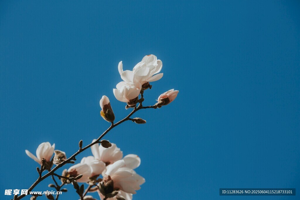 蓝天映衬下的玉兰花枝