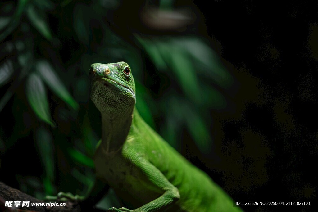 翠绿蜥蜴于绿植间凝望