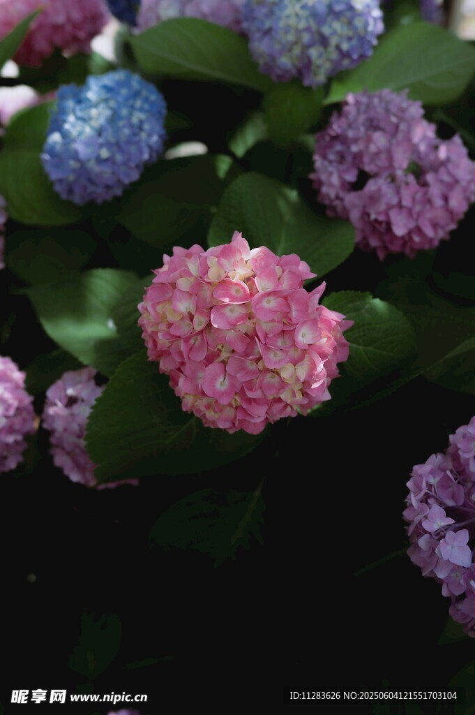 多彩绣球花绽放