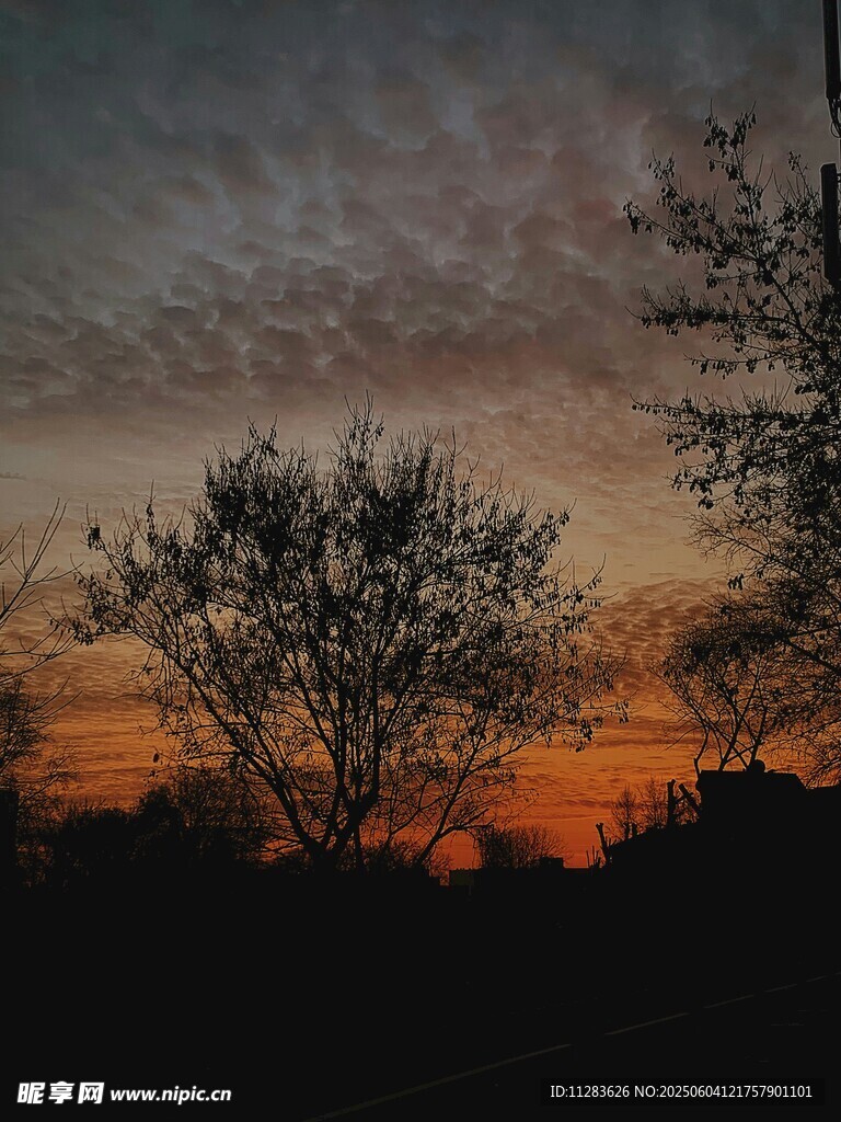 夕阳下的树木剪影
