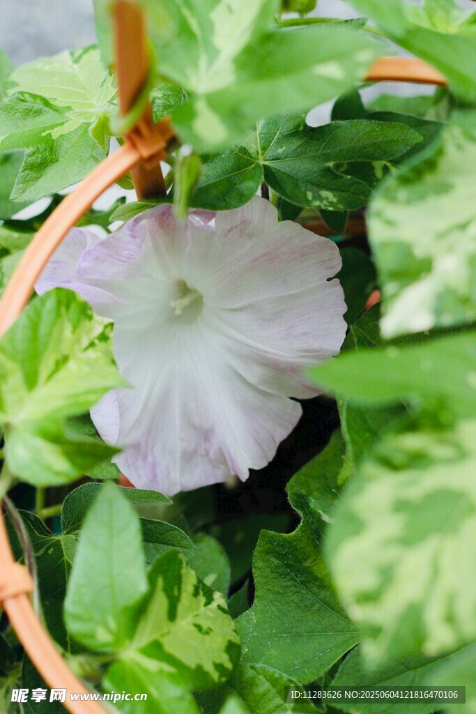 篮中绽放的淡紫色牵牛花