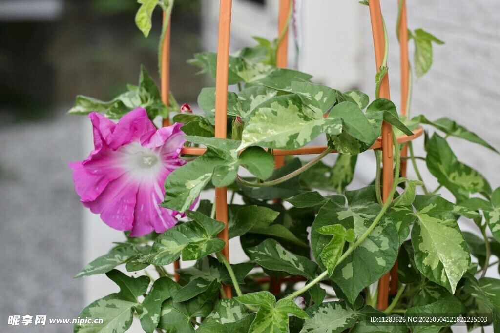 娇艳牵牛花攀爬绿植间