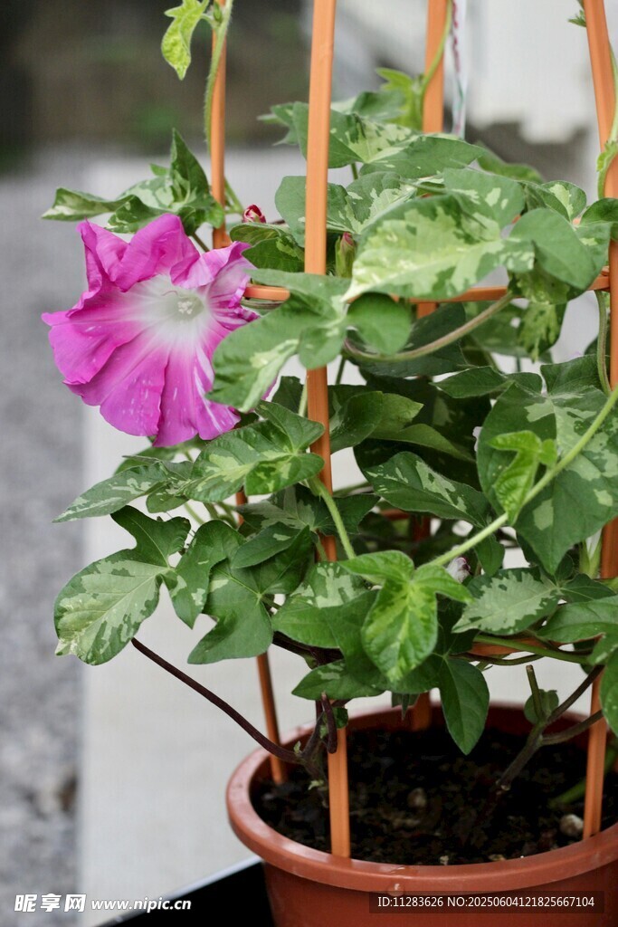盆栽牵牛花绽放