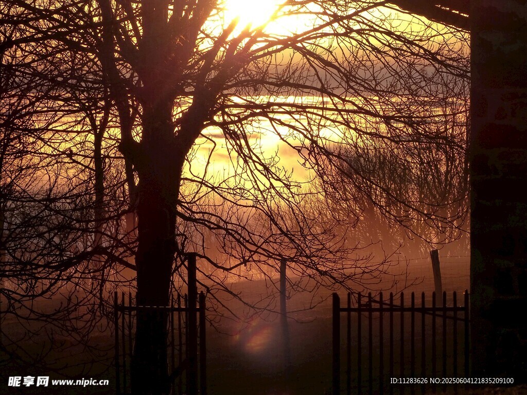 夕阳下的树木与朦胧景致