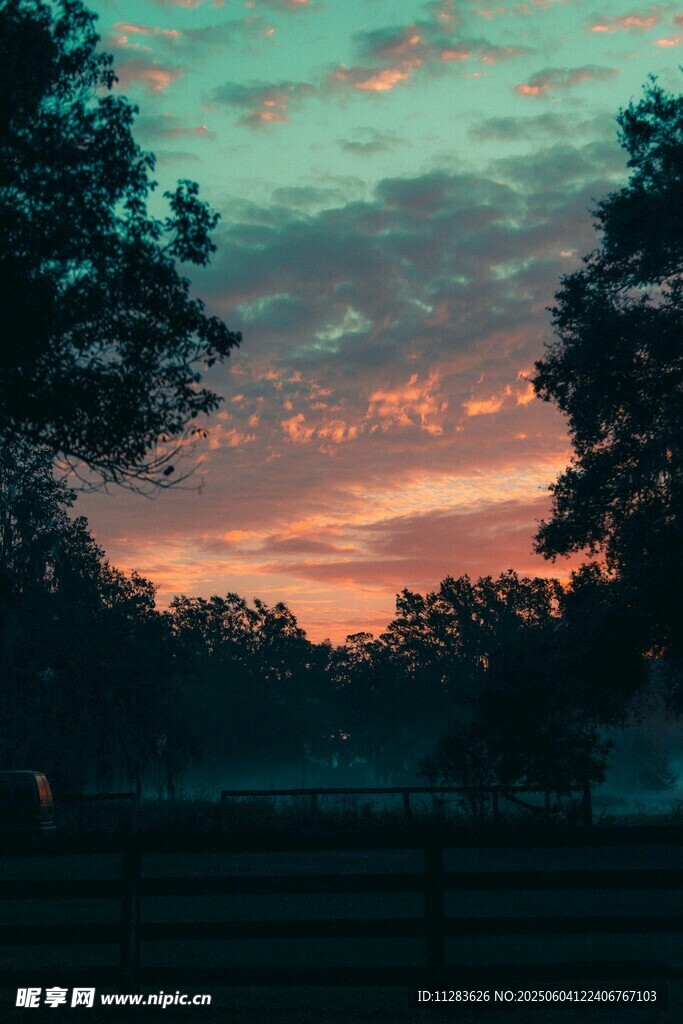 黄昏时分的树林美景