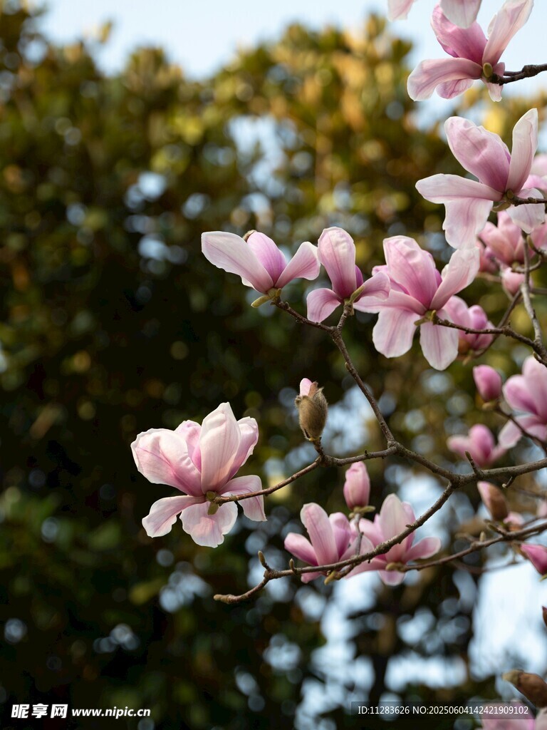 枝头绽放的粉嫩玉兰花