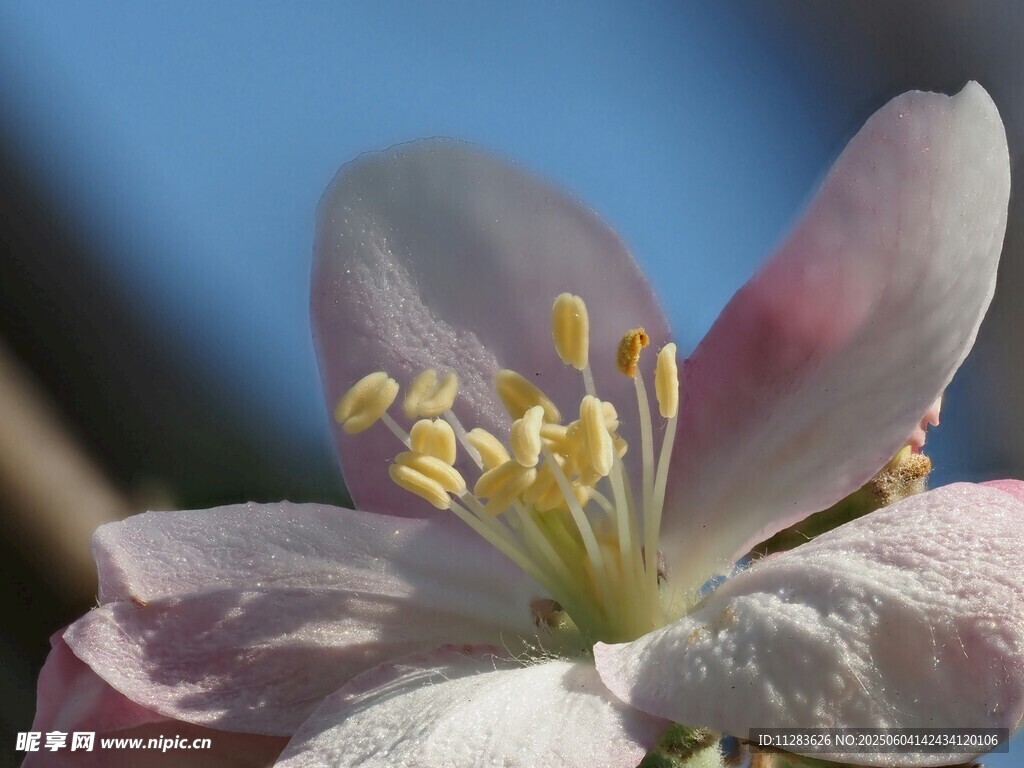 娇艳苹果花特写