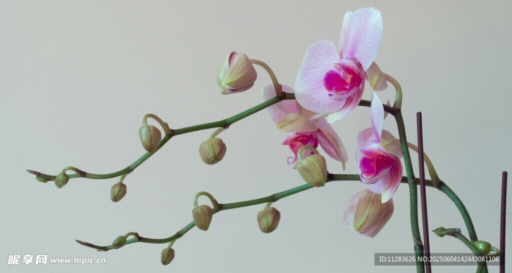 优雅粉色兰花绽放枝头