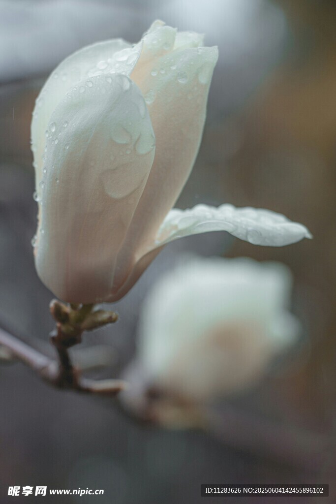 雨中玉兰花绽放