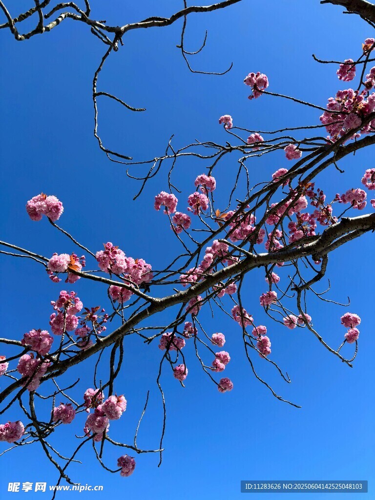 粉色玉兰花