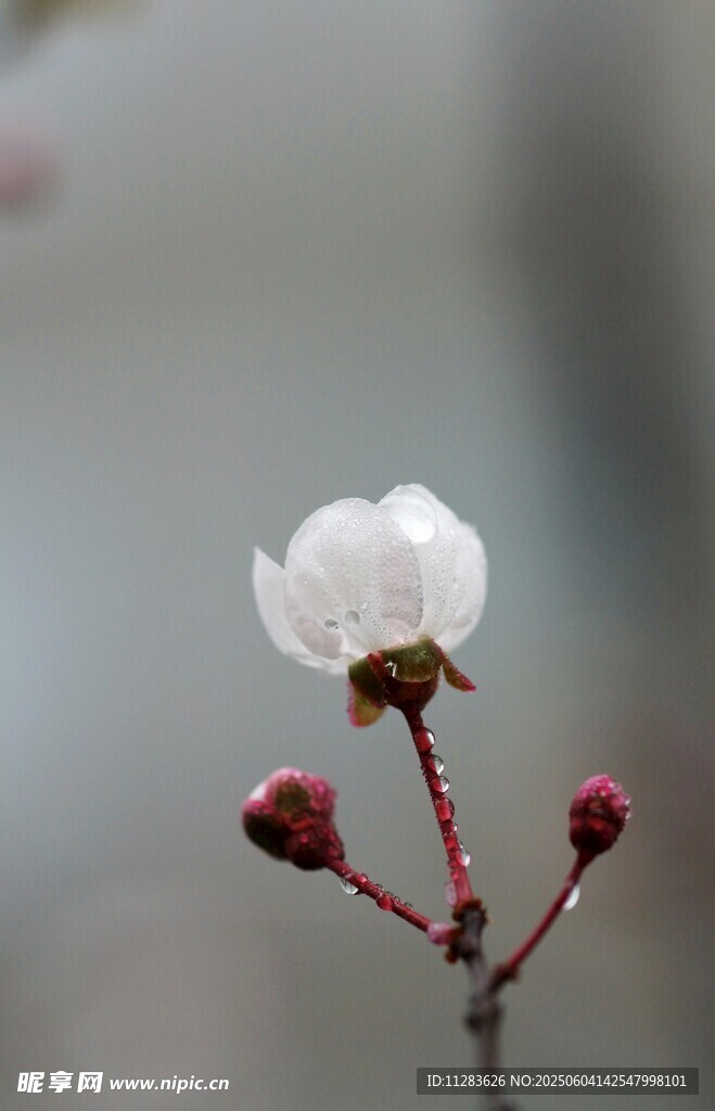 枝头桃花