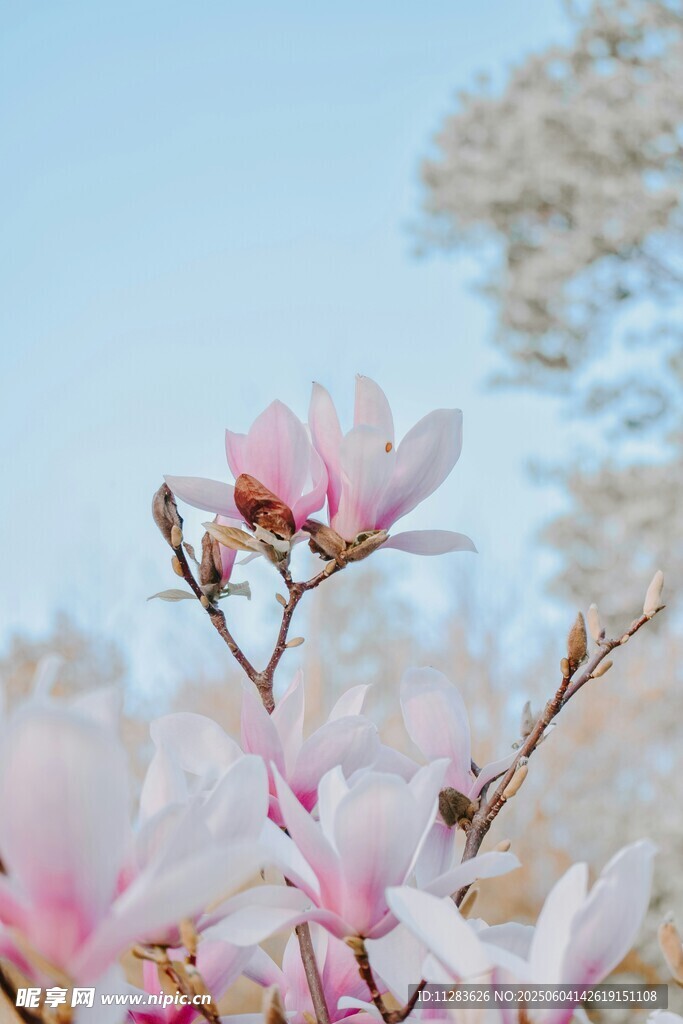 绽放的粉色玉兰花