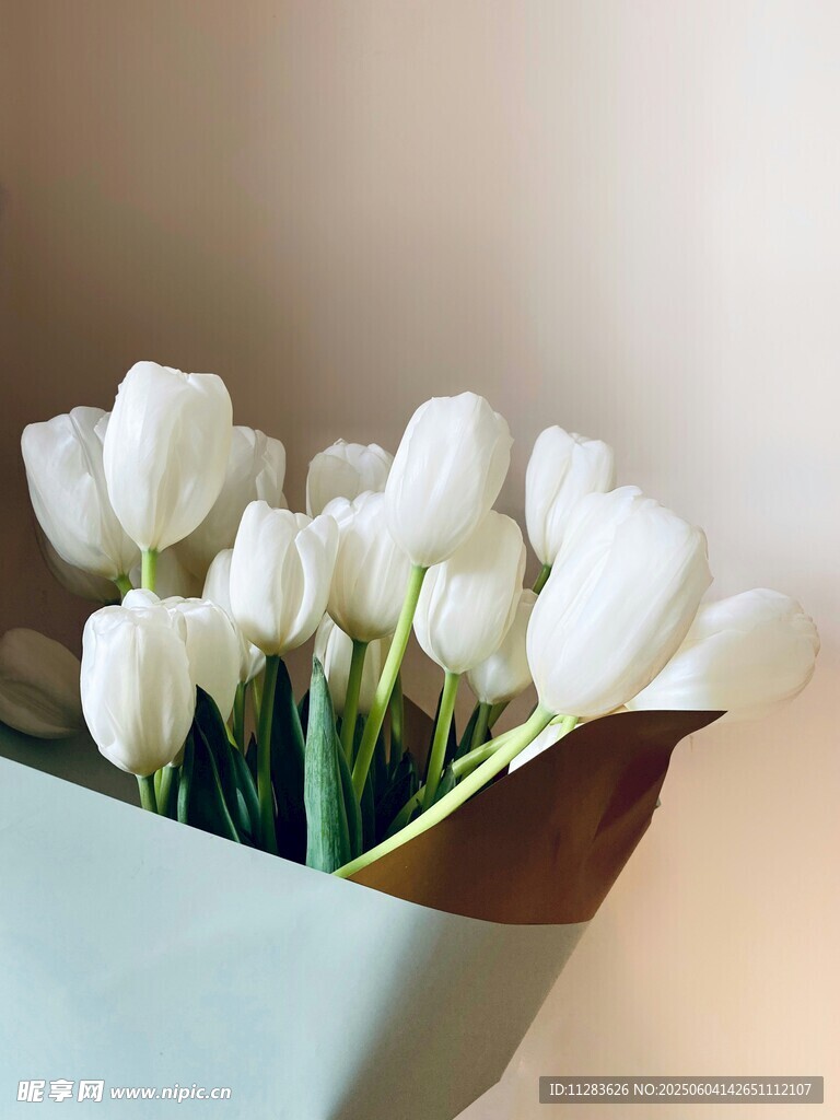 白色郁金香花束优雅绽放